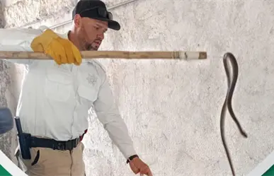 Capturan dos serpientes que paseaban por la ciudad de Durango