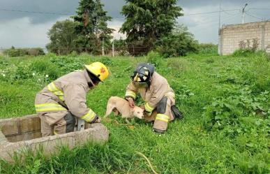 Bomberos de Metepec salvan a perrito atrapado en pozo