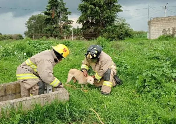 Bomberos de Metepec salvan a perrito atrapado en pozo