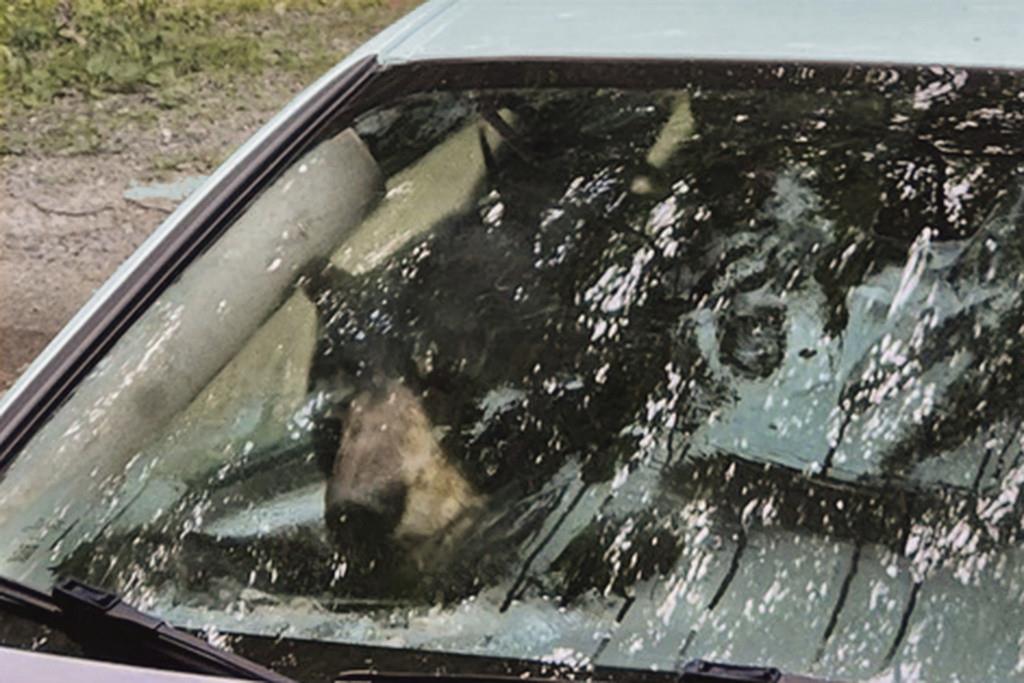 Oso negro y osezno quedan atrapados en un coche y lo destrozan