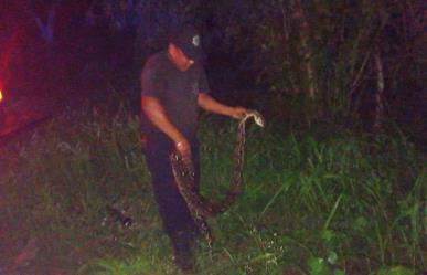 Boa Och-kan es atrapada en un corral, mientras se comía unas gallinas