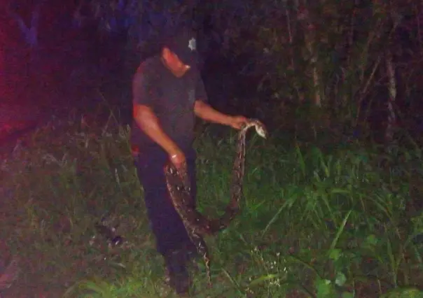 Boa Och-kan es atrapada en un corral, mientras se comía unas gallinas