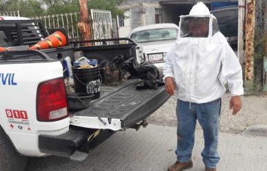 Exhortan a reportar enjambres de abejas para prevenir accidentes