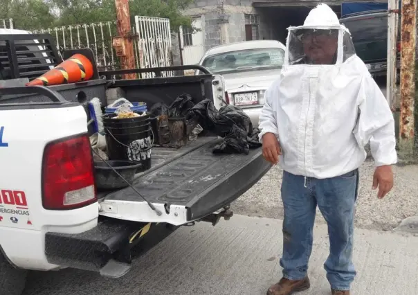 Exhortan a reportar enjambres de abejas para prevenir accidentes