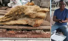 Encuentran supuesto fósil prehistórico en huerto de Yucatán