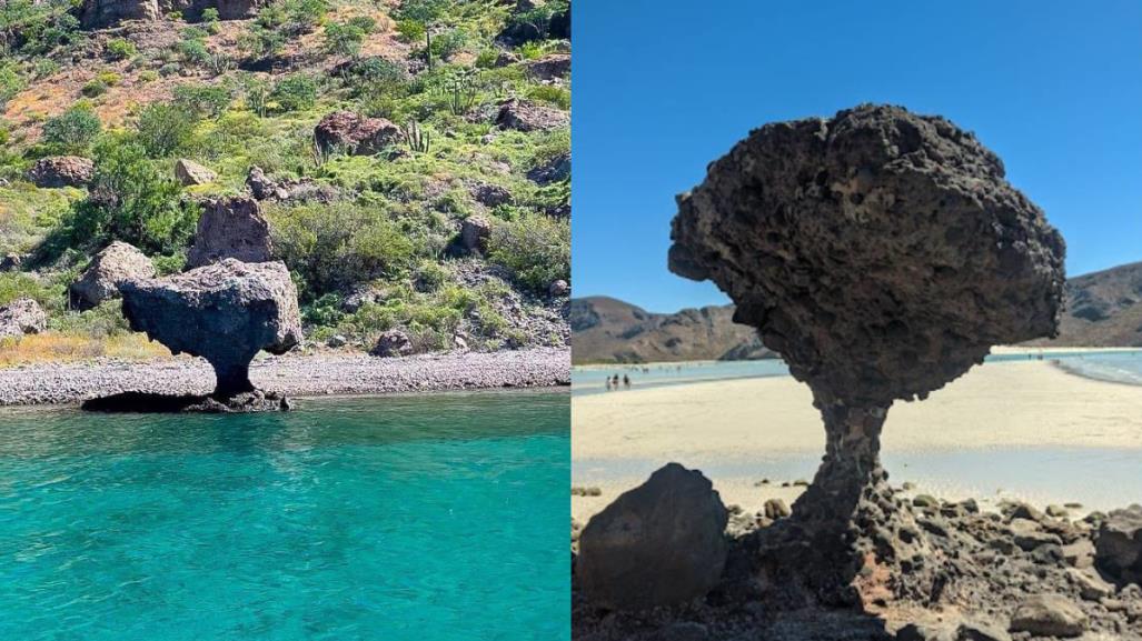 El hongo de Balandra tiene un gemelo ¿Ya lo conoces?