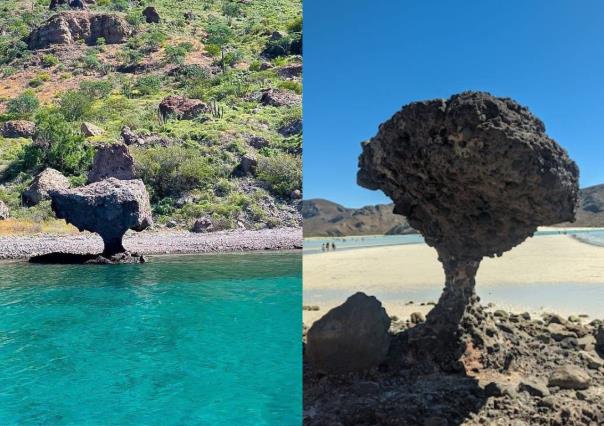 El hongo de Balandra tiene un gemelo ¿Ya lo conoces?