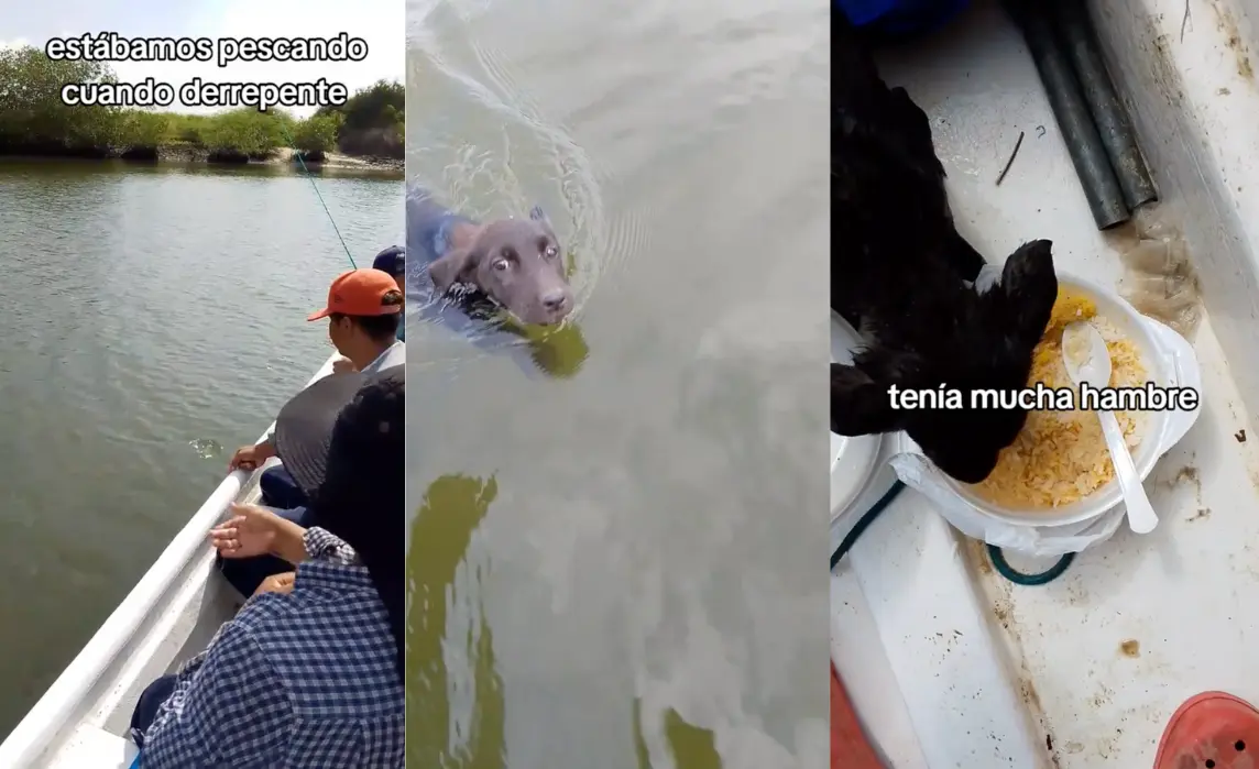 Rescate de perrita por parte de unas personas que se encontraban pescando. Foto: Captura de pantalla Tik Tok: @arte_pesca_