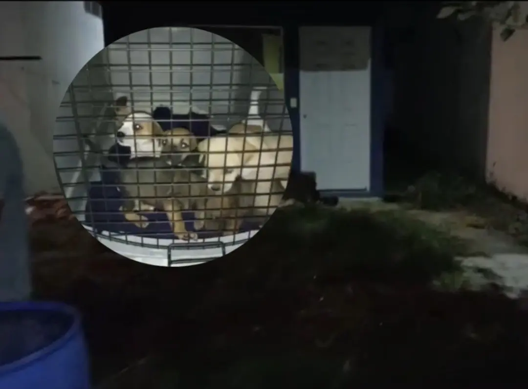 Los perritos una vez que fueron rescatados por Protección Civil tras estar en una casa abandonada. Foto: Protección Civil de Nuevo León/Canva.