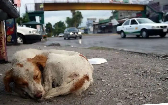 Aumento en las denuncias por maltrato animal en CDMX: Más de 18 mil casos