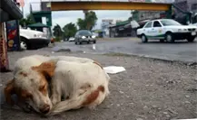 Aumento en las denuncias por maltrato animal en CDMX: Más de 18 mil casos