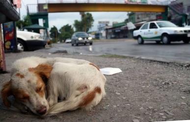 Aumento en las denuncias por maltrato animal en CDMX: Más de 18 mil casos