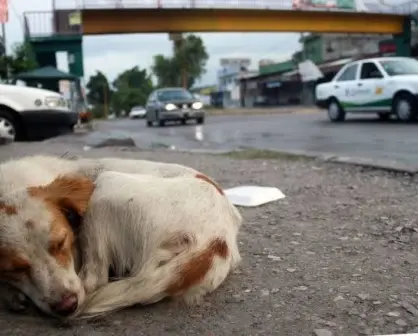 Aumento en las denuncias por maltrato animal en CDMX: Más de 18 mil casos