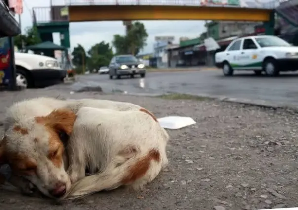 Aumento en las denuncias por maltrato animal en CDMX: Más de 18 mil casos