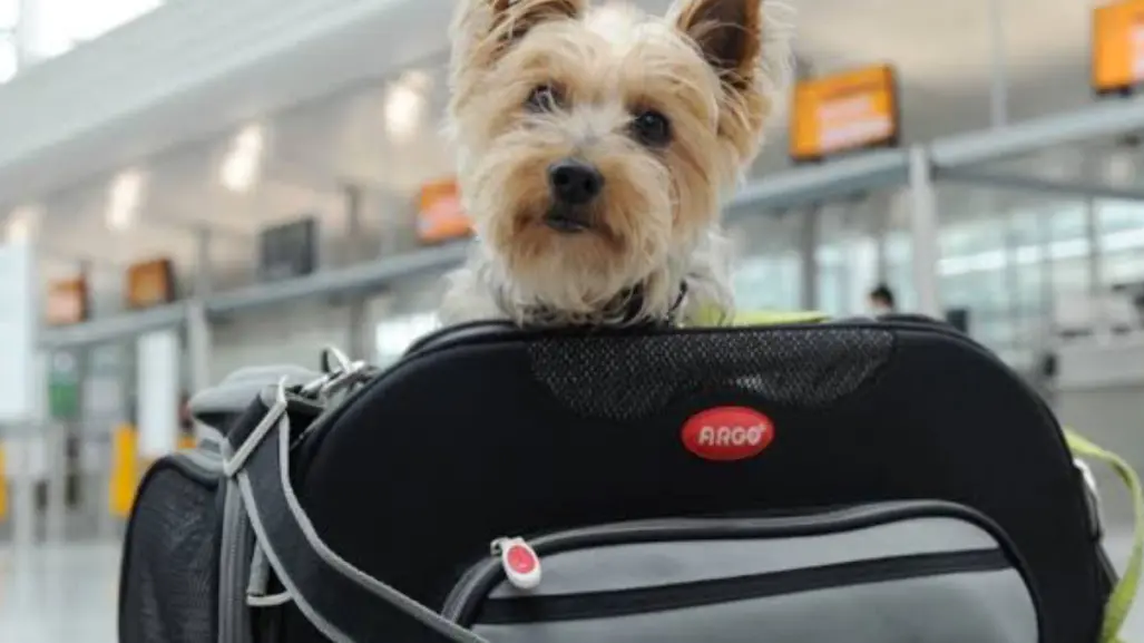 Estas vacaciones lleva a tus mascotas contigo