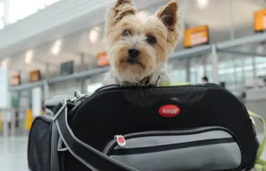 Estas vacaciones lleva a tus mascotas contigo