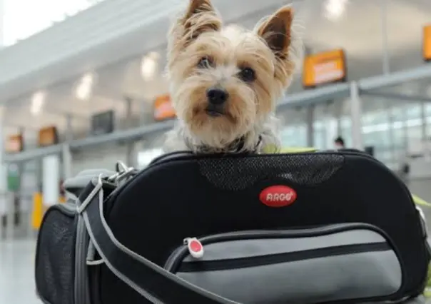 Estas vacaciones lleva a tus mascotas contigo