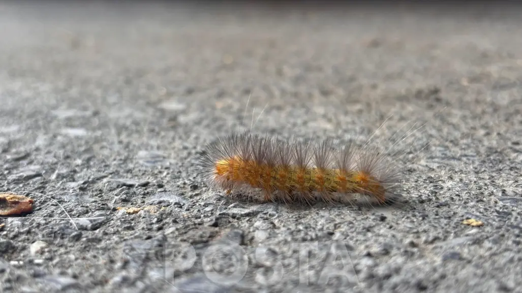 Esto pasa si tocas a una oruga peluche ¡ten cuidado!