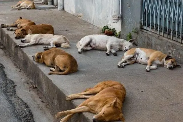 Hoy es un buen día para adoptar a los perros callejeros