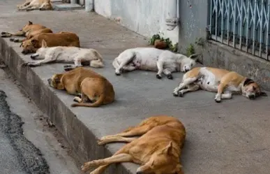 Hoy es un buen día para adoptar a los perros callejeros