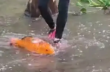 Una mujer intenta ayudar a un pez a volver al agua. Foto: X @MetropoliSLP