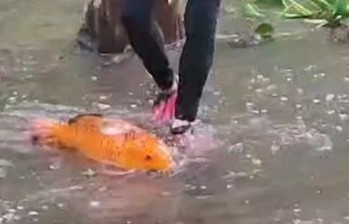 Se desbordan lagos y los peces llegan hasta calles (VIDEO)