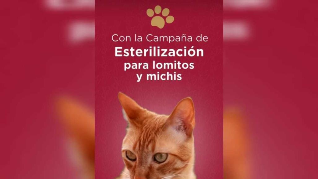 ¡Gran Oportunidad! Esterilización gratuita de mascotas en el Edomex