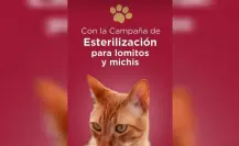 ¡Gran Oportunidad! Esterilización gratuita de mascotas en el Edomex