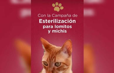 ¡Gran Oportunidad! Esterilización gratuita de mascotas en el Edomex