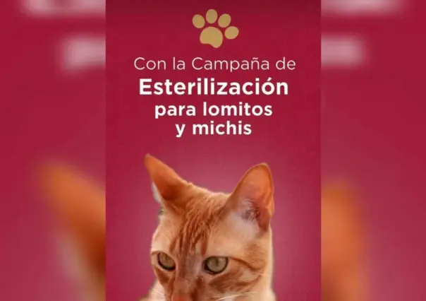 ¡Gran Oportunidad! Esterilización gratuita de mascotas en el Edomex