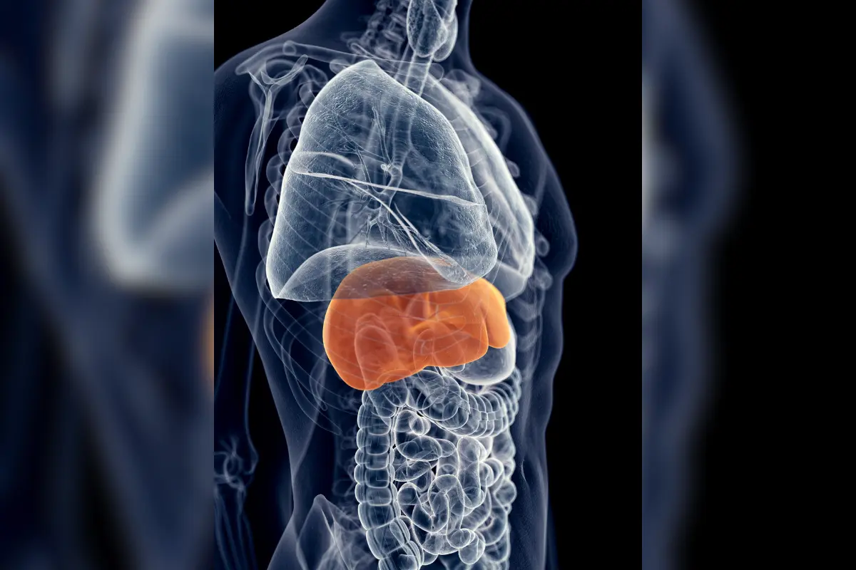 La hepatitis es una inflamación del hígado que puede causar una serie de problemas de salud y puede ser mortal. Foto: Medline