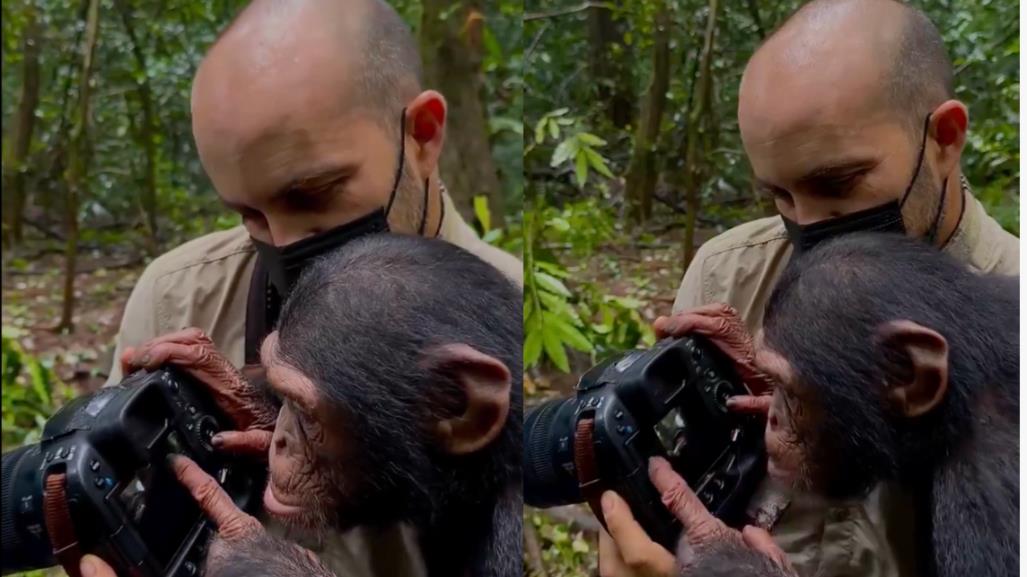 Fotógrafo muestra la curiosidad e inteligencia de los chimpancés (VIDEO)