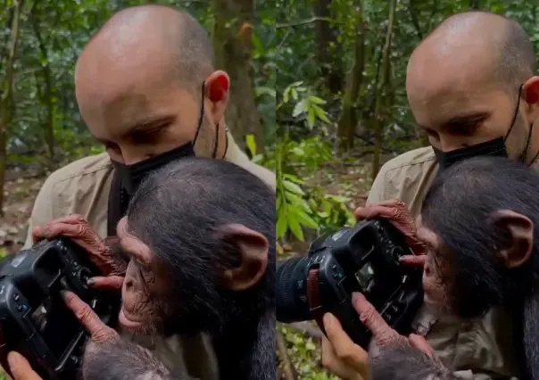 Fotógrafo muestra la curiosidad e inteligencia de los chimpancés (VIDEO)