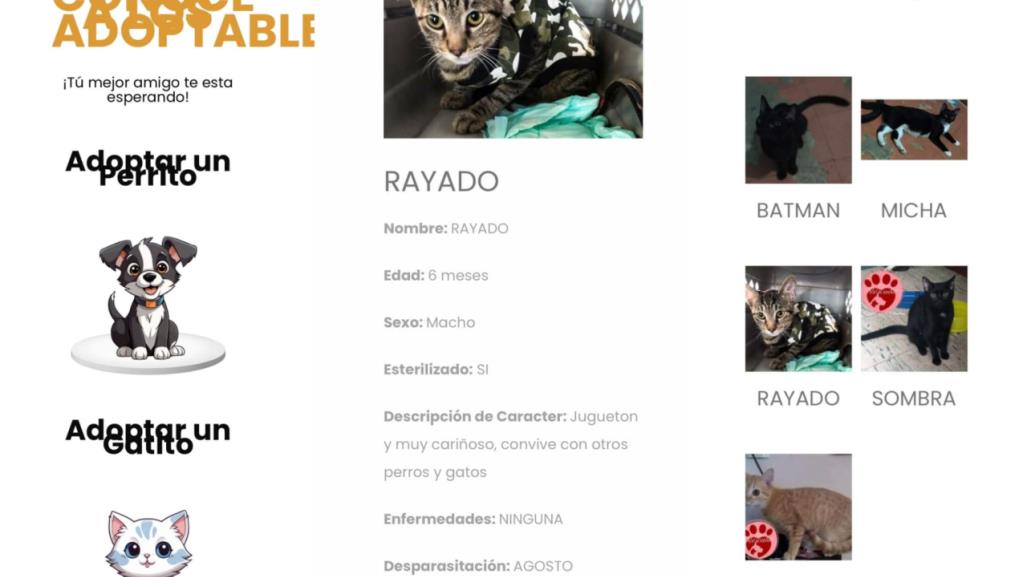 ¿Sabías que puedes adoptar una mascota en línea?