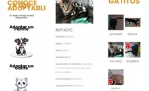 ¿Sabías que puedes adoptar una mascota en línea? ¿Sabías que puedes adoptar una mascota en línea?