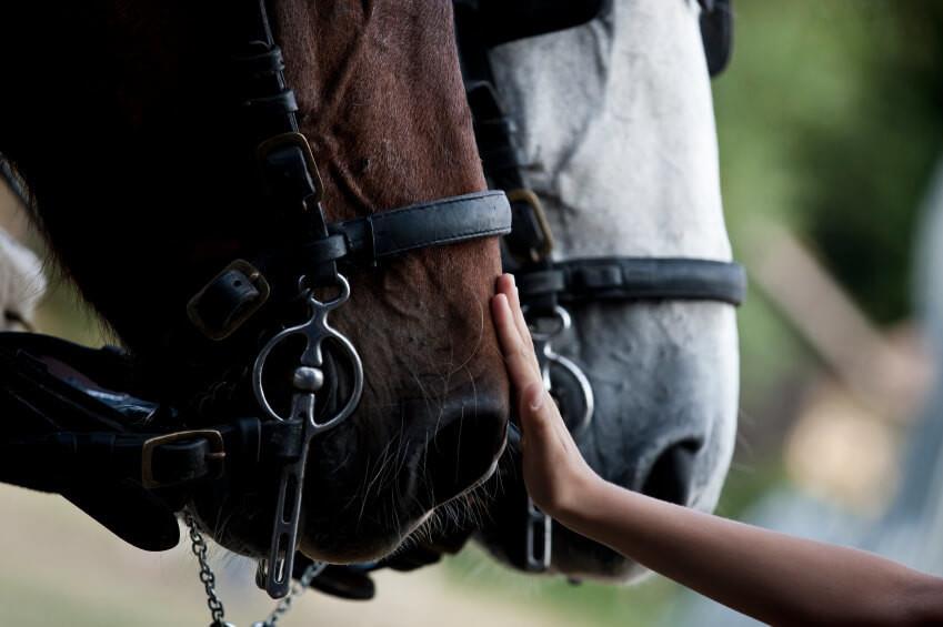 Ofrecen equinoterapia gratuita a niños con discapacidad