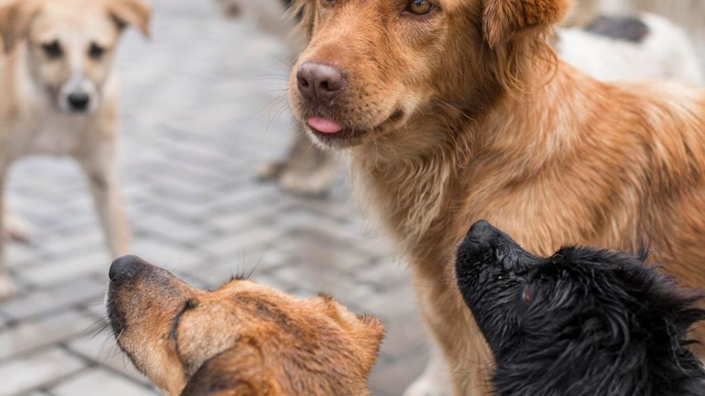 Rescata SEDUMA a siete mascotas por maltrato animal