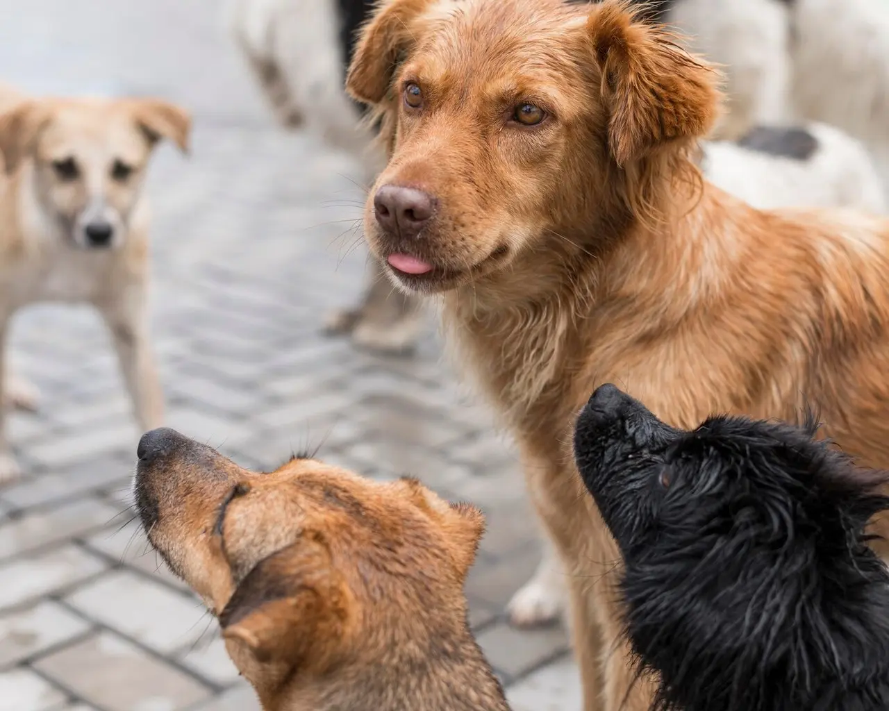 La Secretaría de Desarrollo Urbano y Medio Ambiente de Victoria (SEDUMA), ha rescatado a siete mascotas víctimas de maltrato en lo que va del año. Foto: Freepik