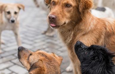 Rescata SEDUMA a siete mascotas por maltrato animal