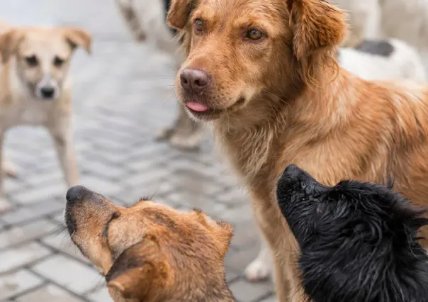 Rescata SEDUMA a siete mascotas por maltrato animal