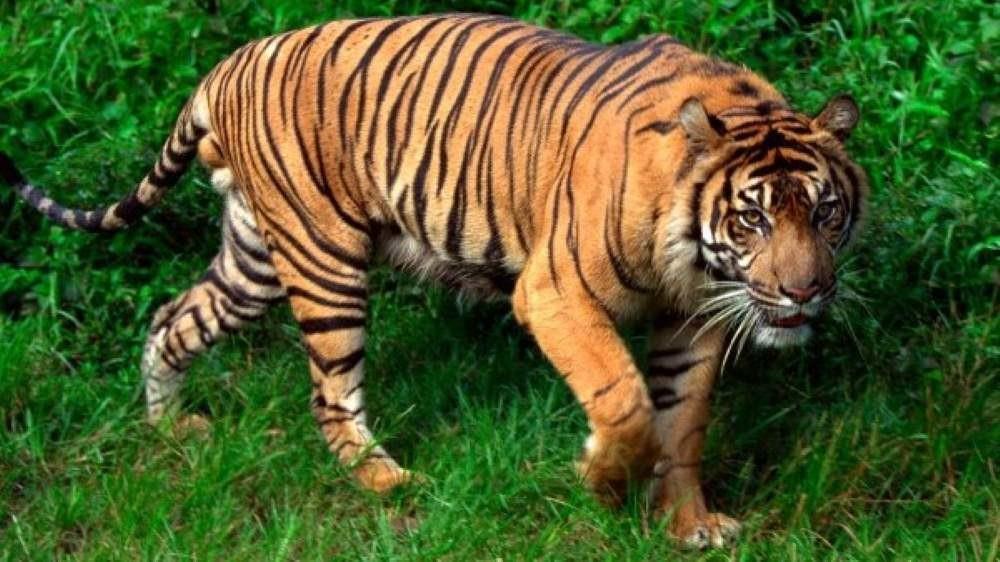 Día Internacional del Tigre