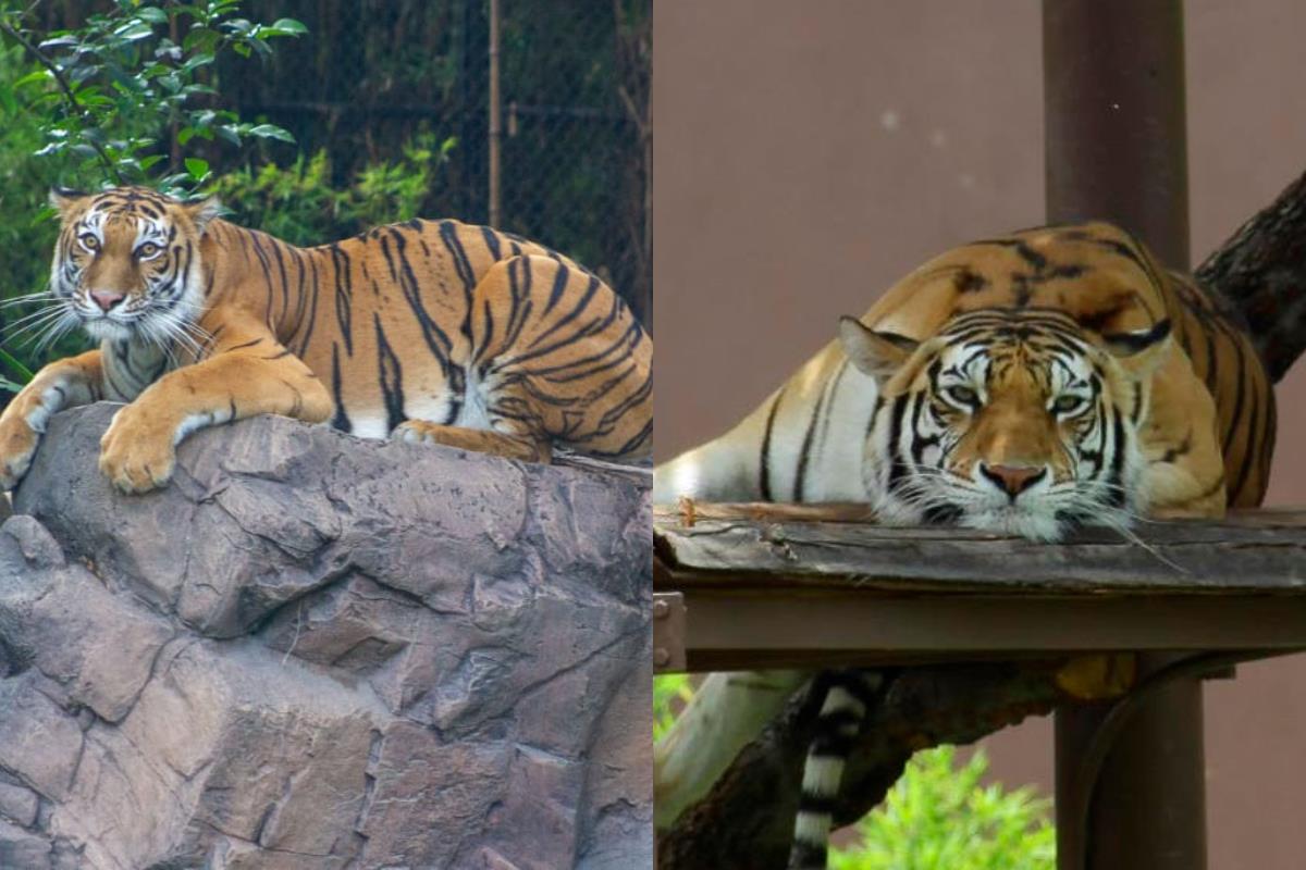 Tigres en zoológicos de CDMX.    Foto: Especial