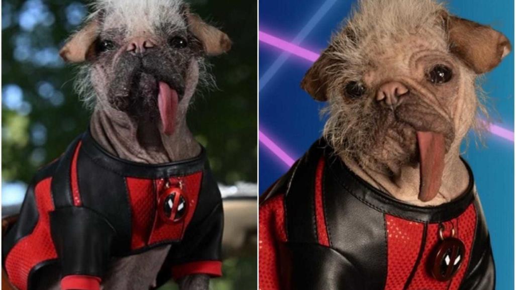 Peggy, la perrita más fea de UK, pero la más querida por Deadpool y los fans