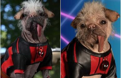 Peggy, la perrita más fea de UK, pero la más querida por Deadpool y los fans