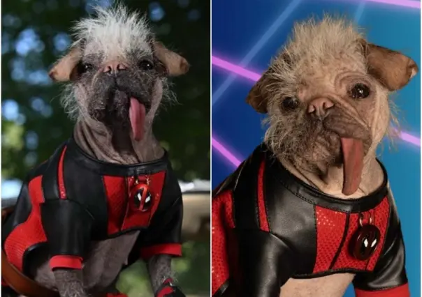 Peggy, la perrita más fea de UK, pero la más querida por Deadpool y los fans