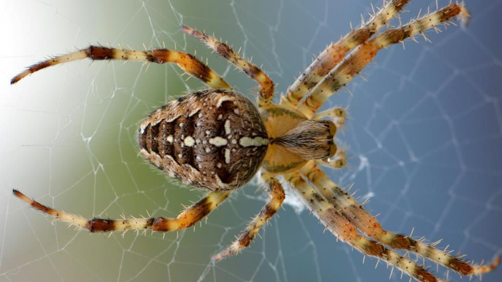 Mezquital: Señora de 71 años muere por la picadura de una araña