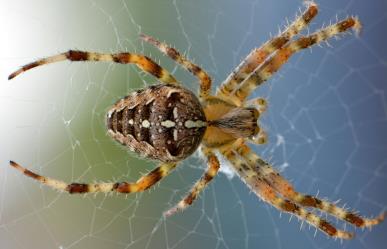 Mezquital: Señora de 71 años muere por la picadura de una araña