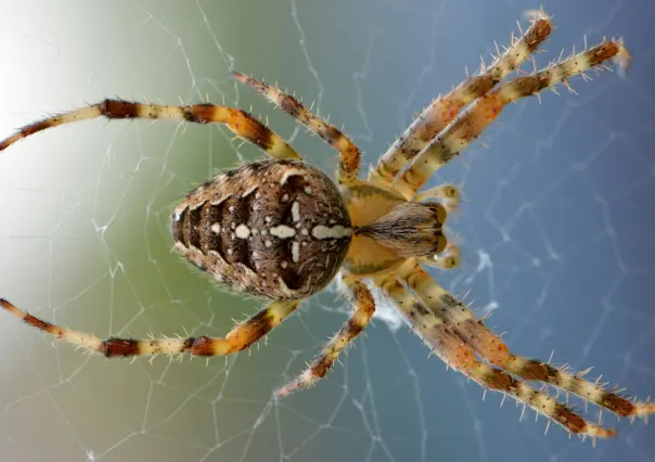 Mezquital: Señora de 71 años muere por la picadura de una araña