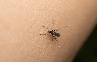 Se registra una muerte por dengue en Yucatán