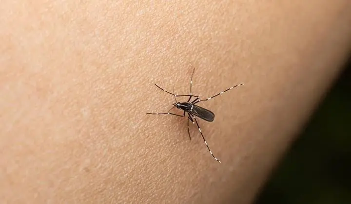 Se registra una muerte por dengue en Yucatán